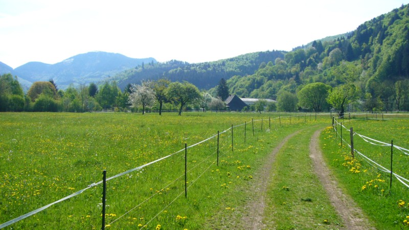 pastwisko