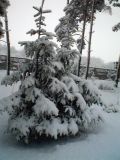 Choinka
