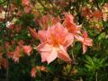 Rhododendron