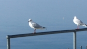 Jezioro luty 2008