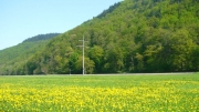 wiosennie