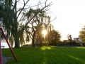 jablonie