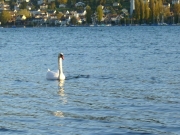 Labędz