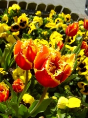 tulipany