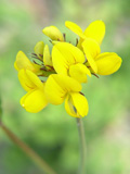Chyba kaczeniec
