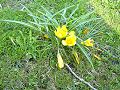 Krokus