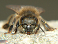 Pszczoła 2