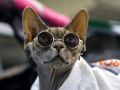 Sphynx