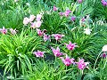 Tulipany